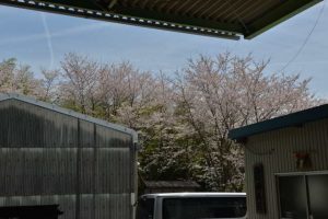 工場のさくらが満開